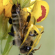 Flies consuming the remains of a honeybee recently killed by a spider. Notice the drop of venom at the tip of the stinger. (Image: Gernot Kunz)